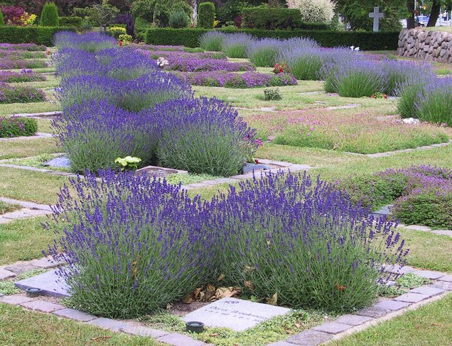 Kollektiv gravanlæg med lille lavendel blomster.