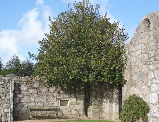 Bænk, lygtepæl og træ foran mur af sten med link til at hente skema for elementet historiske anlæg og mindesmærker