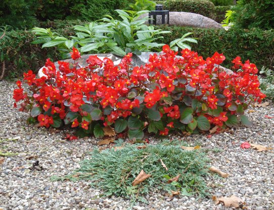 Røde begonier med link til at hente skema for ydelsen årstidens blomster